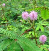 含羞草、花卉种子、花种、盆花