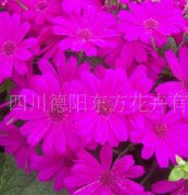 瓜叶菊（东方1号）种子，花卉种子、花种、