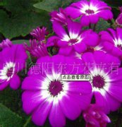 瓜叶菊：东方三号，瓜叶菊种子、盆栽花卉、花